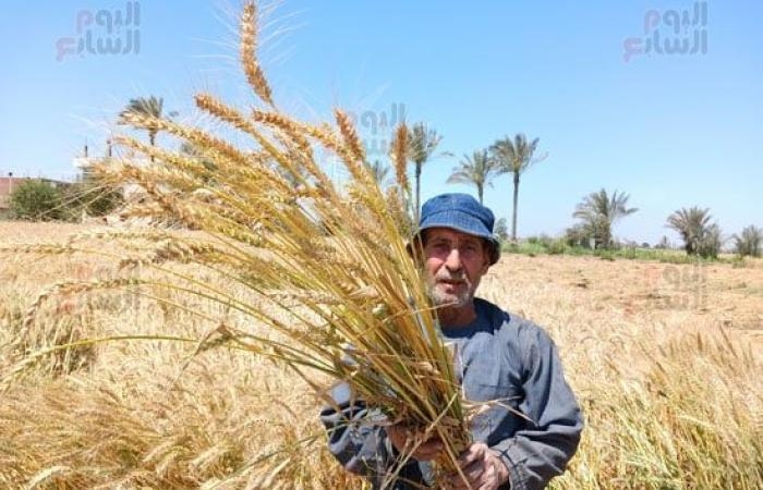 محافظات : القمح الليلة عيده.. السنابل طابت وبدأ حصاد القمح بالمنجل فى الشرقية.. صور