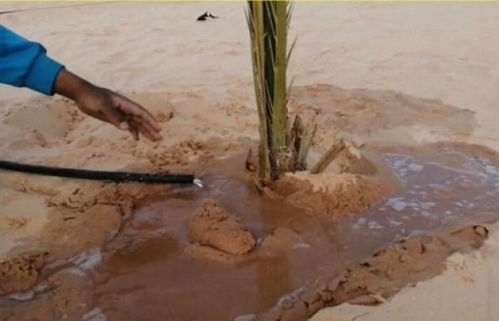 سياسة : شيوخ كومبارس.. تفاصيل سقوط عصابة "ازرع نخلة"