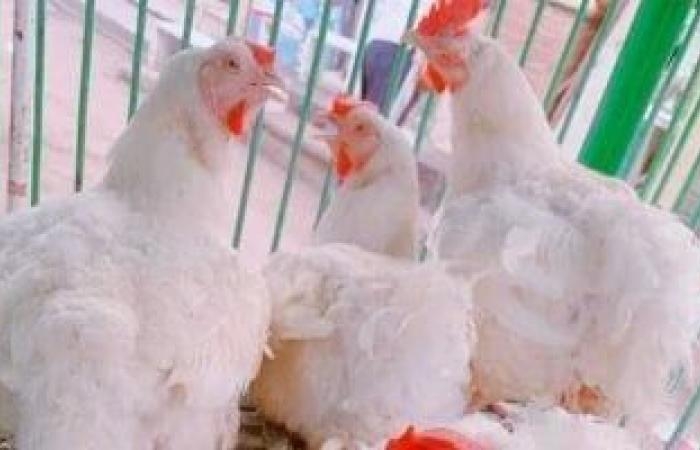 محافظات : أسعار الدواجن بمحافظة مطروح اليوم الأربعاء 7- 5-2025.. الشامورت بـ110 جنيهات