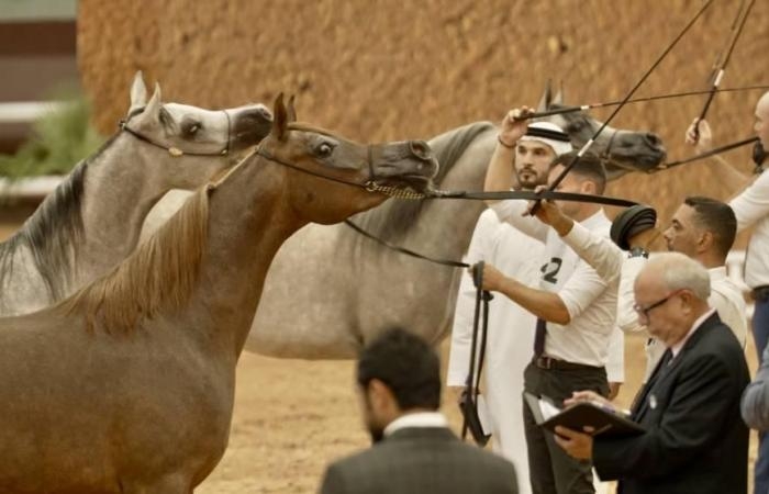 رياضة : 171 خيلاً تشارك في كأس الإمارات العالمي لجمال الخيل العربية بالمغرب