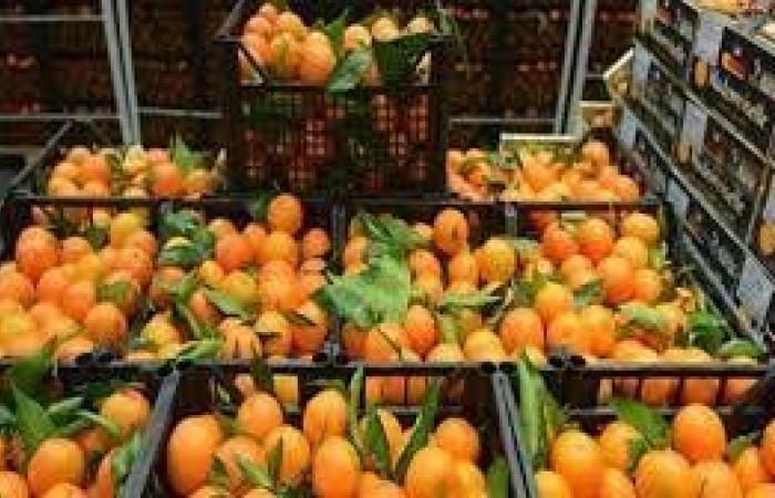 أخبار مصر : تجاوزت المليار دولار خلال العام الماضي.. الموالح تتربع على عرش الصادرات الزراعية