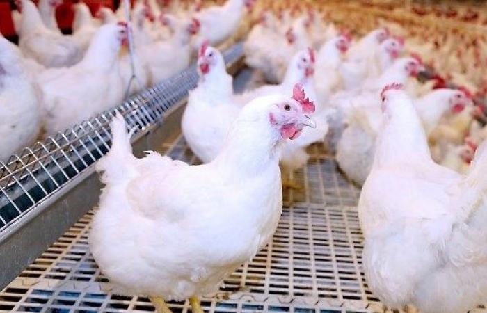 أخبار مصر : انخفاض أسعار الدواجن خلال أيام .. وهذا سعر الكيلو