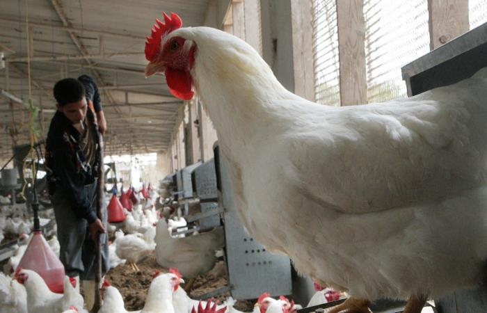 أخبار العالم : جدل حول ارتفاع معدلات نفوق الثروة الداجنة في مصر