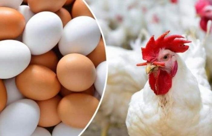 أخبار مصر : أسعار بورصة الدواجن والبيض اليوم الاثنين 19 مايو