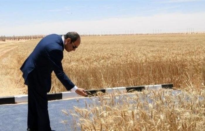 مبادرة رئاسية لزراعة 600 ألف فدان بالقمح.. وخبير يعلق