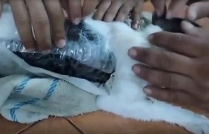 عالم المرأة : القبض على قطة بتهمة تهريب مخدرات إلى سجن بكوستاريكا.. اعرف التفاصيل