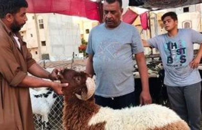 تقارير مصرية : أهم النصائح الواجب اتباعها عند شراء الأضاحى