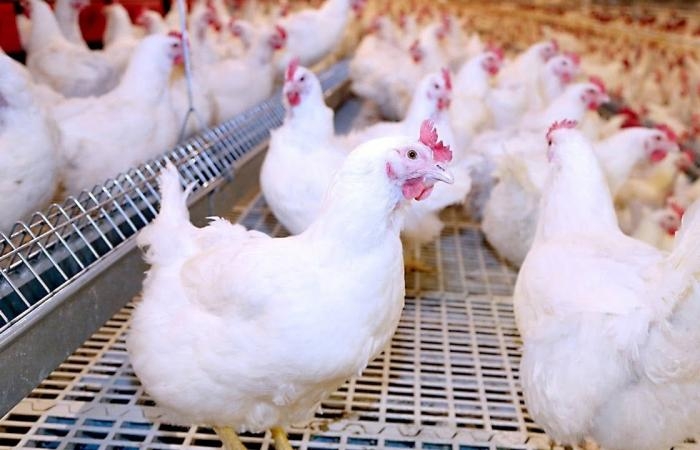 أخبار مصر : نزلت 15 جنيه.. مفاجأة فى أسعار الدواجن اليوم السبت بالبورصة والأسواق