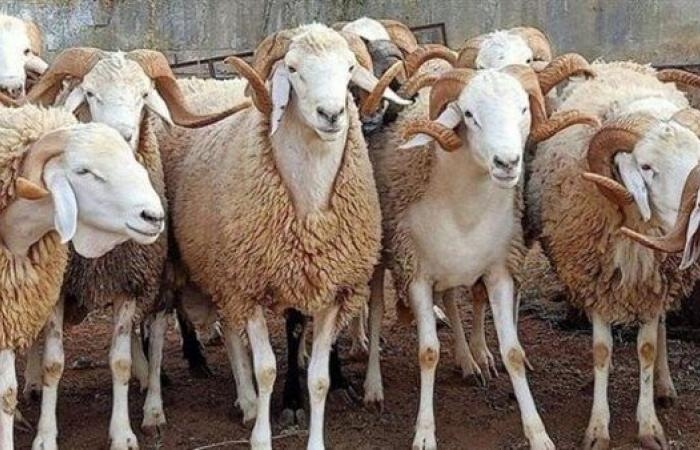 شوادر أضاحي وزارة التموين.. اعرف أماكن بيع الخراف