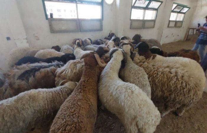 زراعة البحر الأحمر توفر خراف الأضاحي بسعر 220 جنيه للكيلو