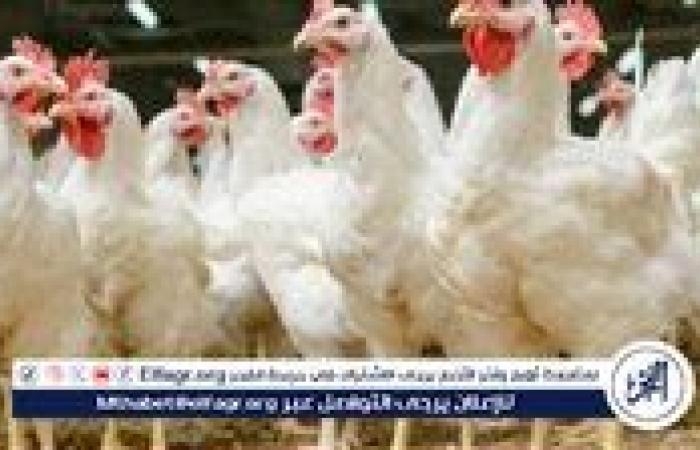 أخبار العالم : بورصة الدواجن.. أسعار الفراخ البيضاء اليوم السبت 31-5-2025 في قنا