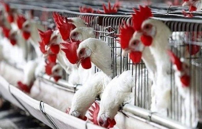أخبار مصر : 17 جنيها في الكيلو.. استمرار تراجع أسعار الدواجن بالأسواق