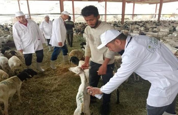 إقتصاد : "الزراعة": بدء مهام البعثة البيطرية المصرية لموسم الهدي والأضاحي بالسعودية