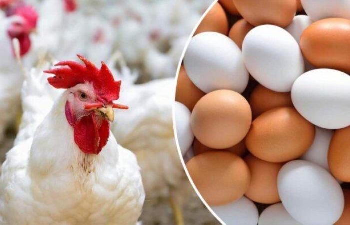 الفراخ البيضاء بكام؟.. أسعار الدواجن والبيض اليوم الثلاثاء 3-6-2025