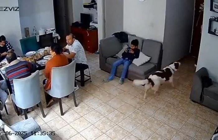 عالم المرأة : هل تتنبأ بالكوارث؟.. كلاب تحذر عائلة بيروفية قبل وقوع زلزال.. فيديو