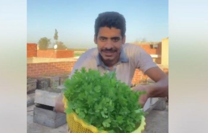 أخبار مصر : طريقة السمالوسي .. حيلة جديدة لزراعة الخضروات تحقق ملايين المشاهدات