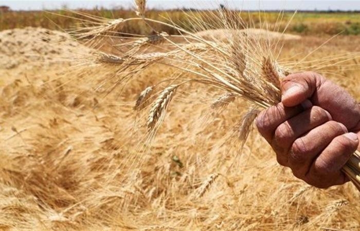 أخبار العالم : سعر طن القمح اليوم الأحد 22-6-2025