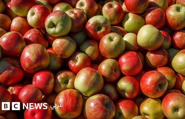 أخبار العالم : هل تناول تفاحة في اليوم مفيد حقّاً لصحتك؟