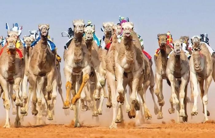 رياضة : مهرجان العين لسباقات الهجن ينطلق اليوم