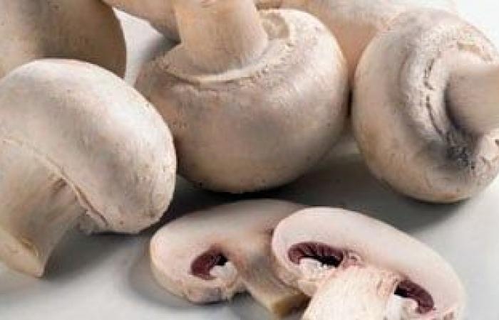 تقارير مصرية : عيش الغراب.. 6 تقنيات حديثة تضاعف فوائده الغذائية والصحية وتطيل عمره الافتراضى