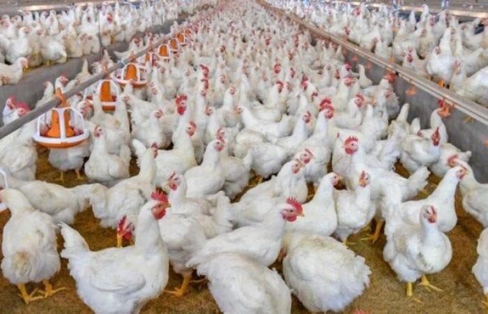 سعر الفراخ البيضاء اليوم السبت 5 يوليو 2025