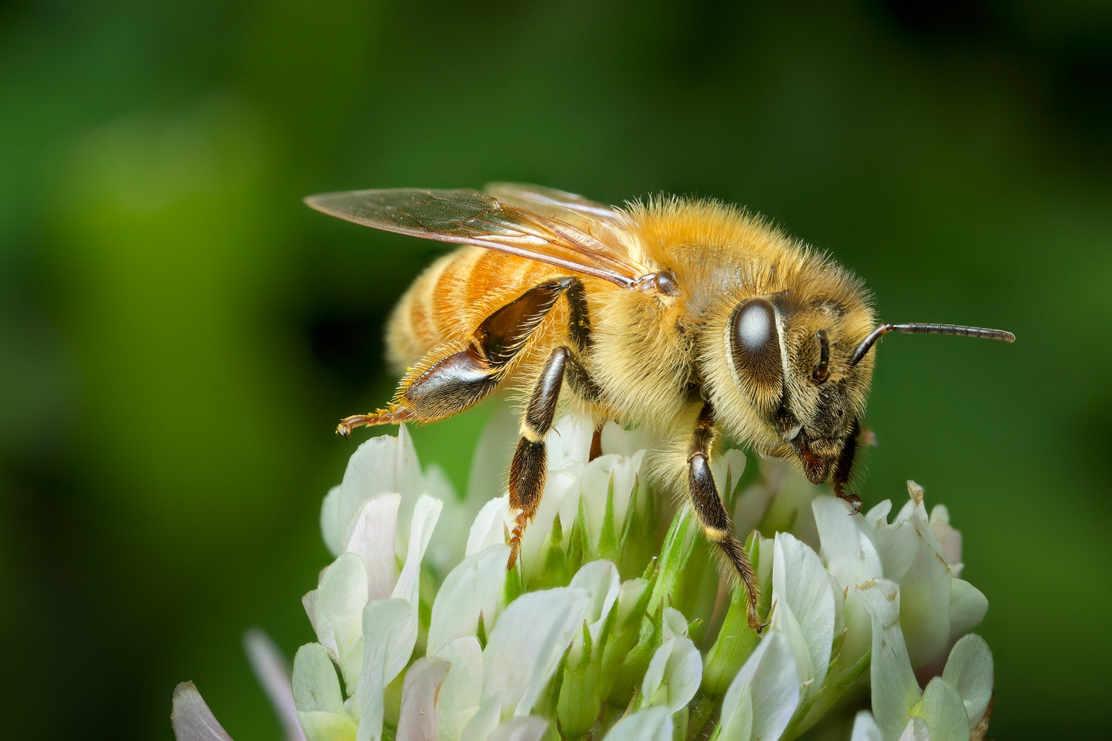 Wildflowers could be absorbing toxic metals that pass on to bees, study finds
