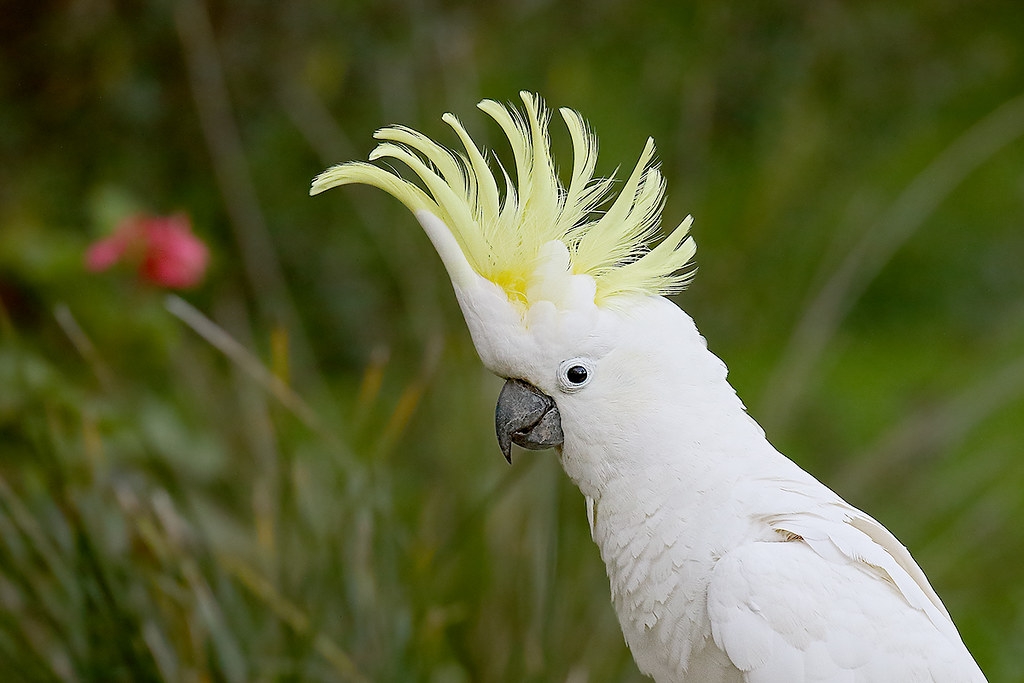 Feather forensics offers a way to root out poachers