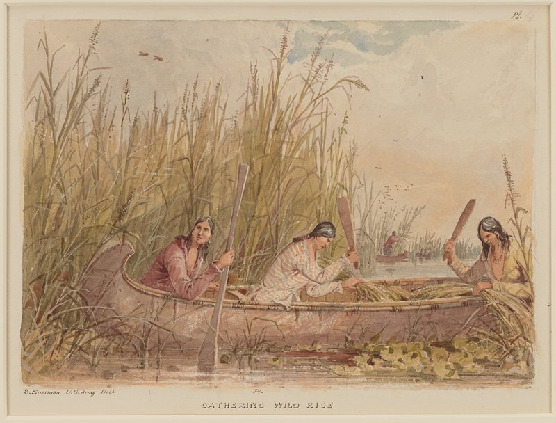 The race to adapt ancient wild rice practices in a changing environment
