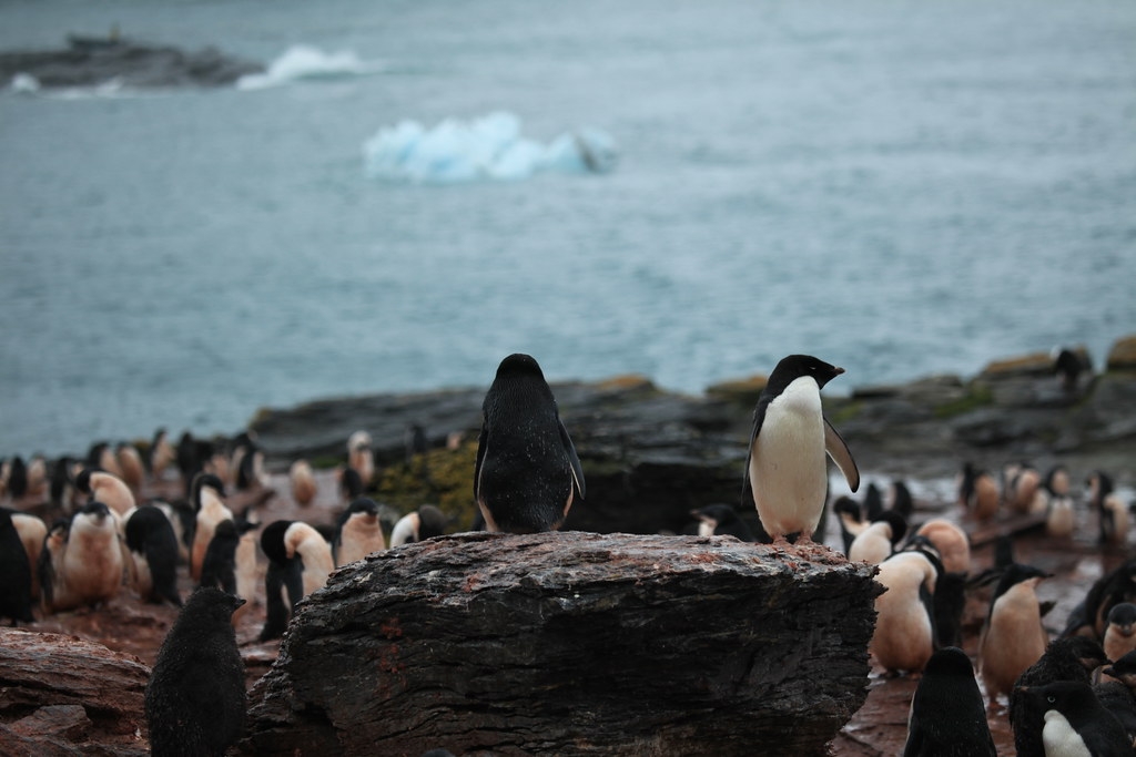 The weird way that penguin poop might be cooling Antarctica