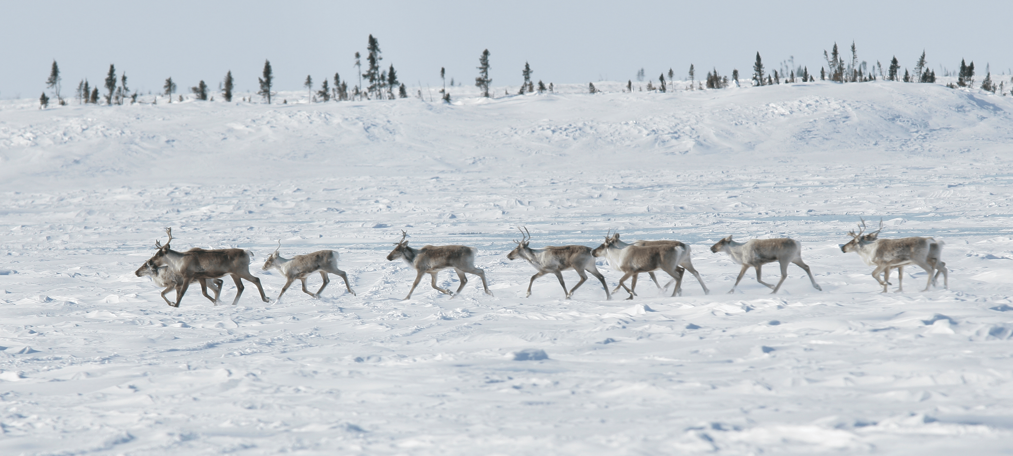 Using AI to protect caribou migration in a changing Arctic