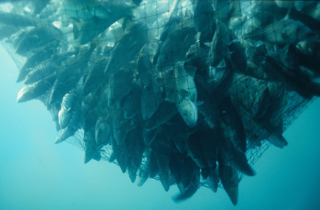 Overfishing has caused cod to halve in body size since 1990s, study finds
