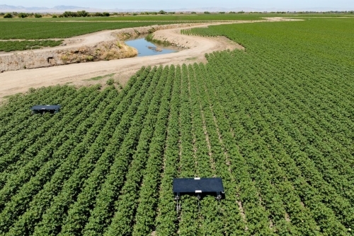 AI robots fill in for weed killers and farm hands