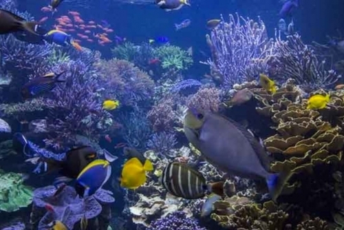 Nations call for ‘quieter' ocean to help marine life