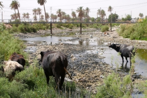 Iraq's water reserves lowest in 80 years: official