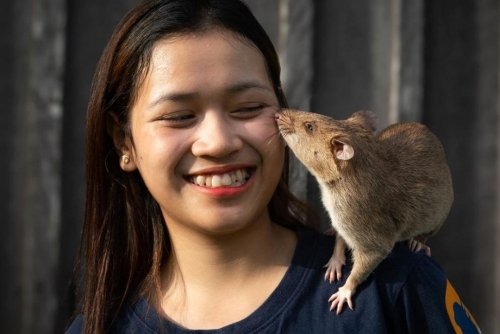 Cambodia's sniffer rat earns world record