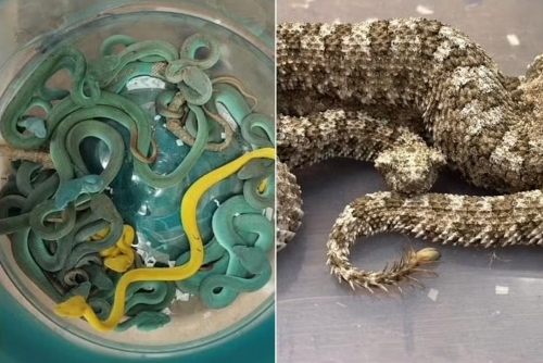 Snakes on a plane: Indian smuggler caught with venomous vipers