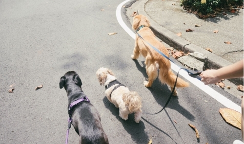 Iran authorities expand dog walking ban