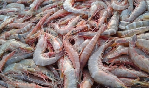 Shrimp Poachers Jailed and Deported for Breaching Ban