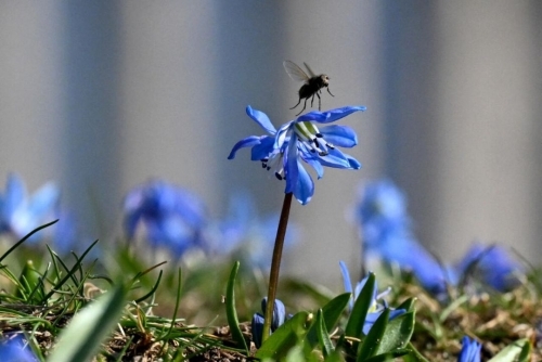 UK scientists fear insect loss as car bug splats fall