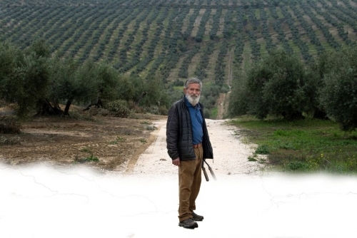 Solar park boom threatens Spain's centuries-old olive