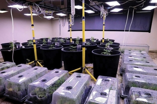 Diver jailed for running cannabis farm from residence