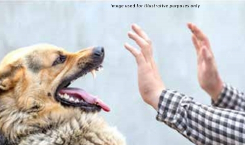Court of Cassation clears man who stabbed to death a charging dog