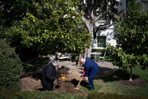 Trump plants 'MAGAnolia' to replace 200-year-old tree