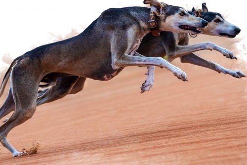 Ancient Saluki is fast, fierce and worth up to BD20,000