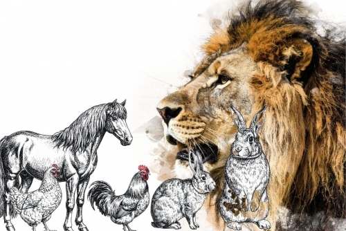 Danish zoo in hot water over public call for animals as food