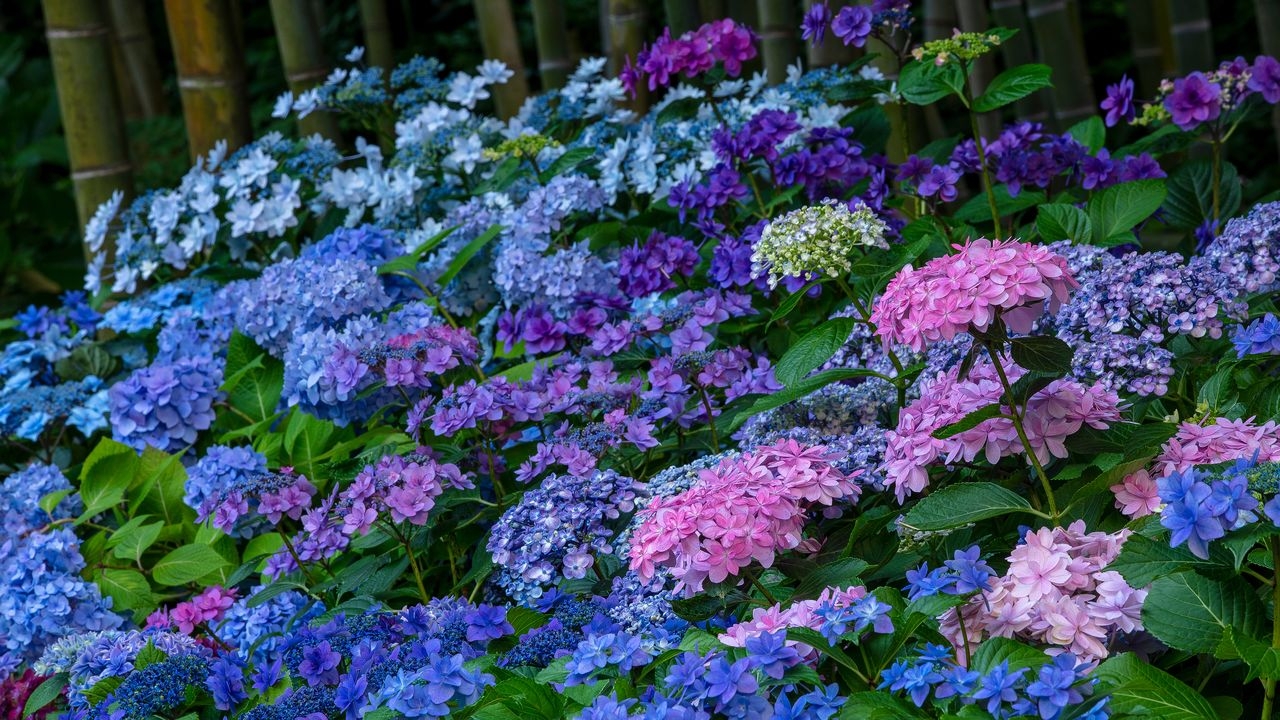 Touring Four Kamakura 'Hydrangea Temples'