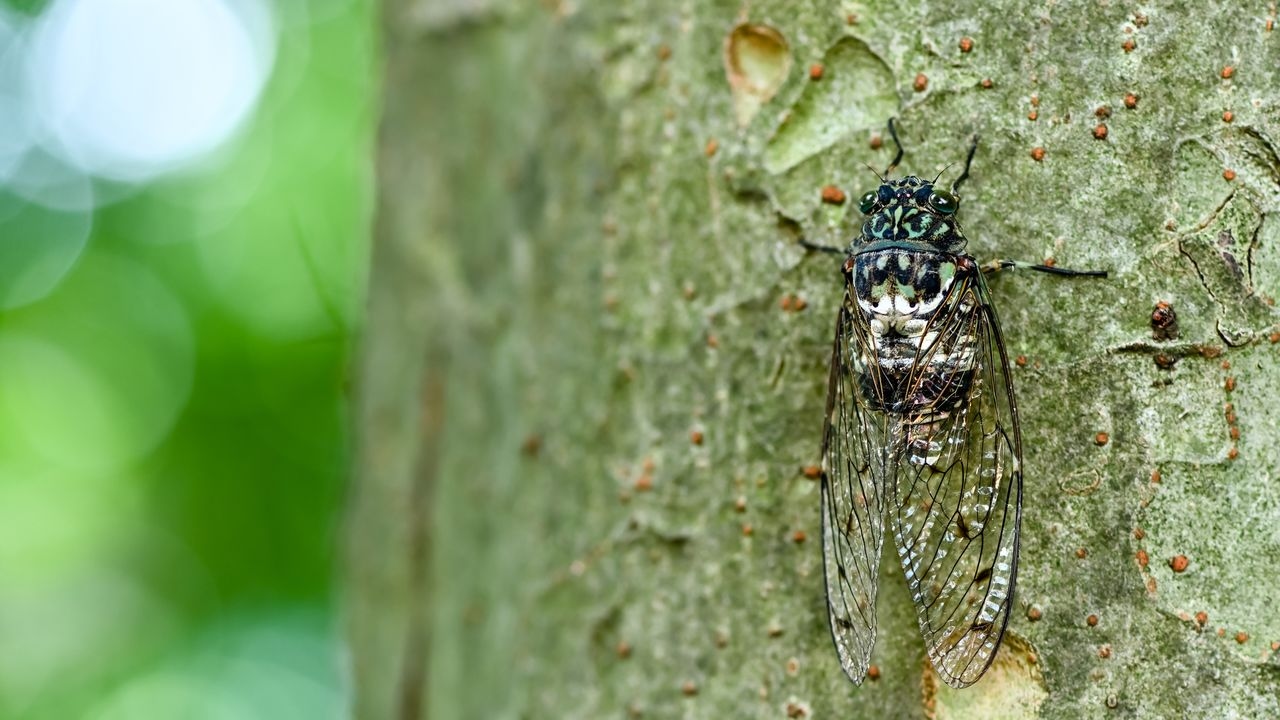 Cicadas in Japan
