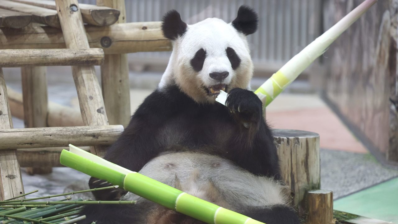 Repatriation Causing Panda Panic in Japan: Adjusting to a New Era in Panda Diplomacy