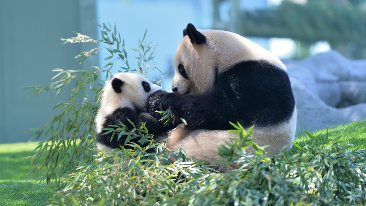 Panda Parting: Iconic Animals Returning to China from Japanese Zoos