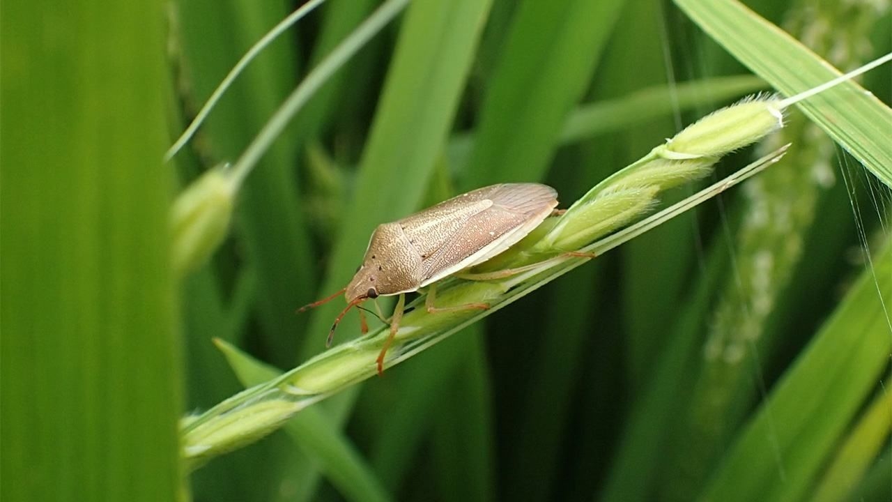 Return of Stink Bugs Add to Japan's Rice Woes